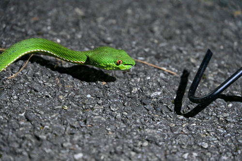Chinese Green Tree Viper