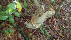 Bradypus variegatus