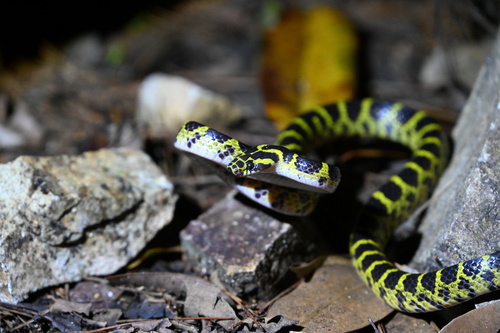 Big-tooth Snake