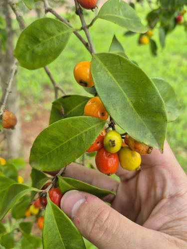 Eugenia punicifolia, 2026-10-01