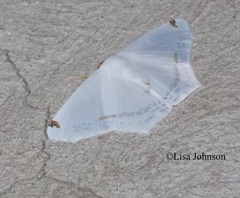 Sericoptera mahometaria