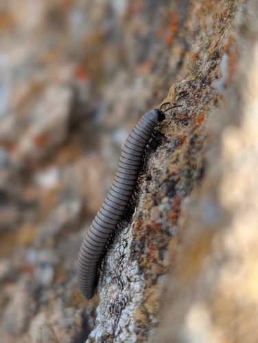 Ommatoiulus rutilans