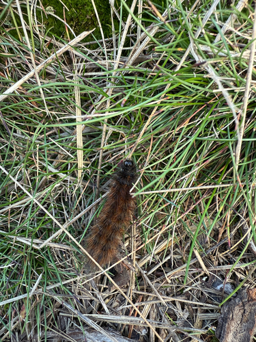Ruby Tiger Moth