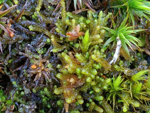 Neoorthocaulis floerkei observed 2026-09-30