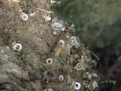 Ficopomatus enigmaticus