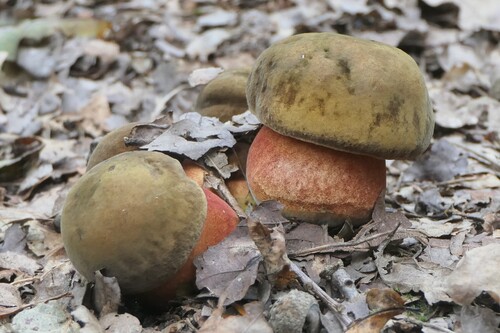 Dotted Stem Bolete