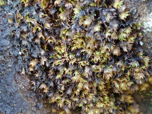 Fissidens dubius observed 2026-09-30