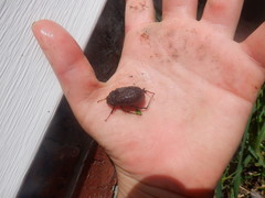 Phyllophaga crenulata