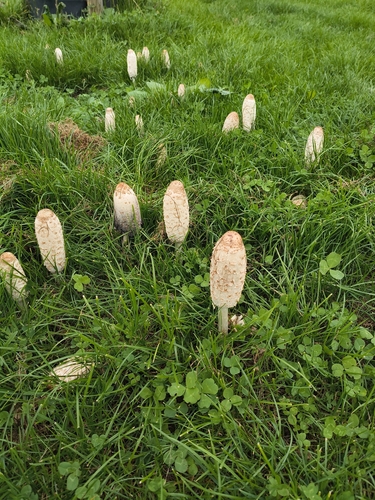 Shaggy Mane