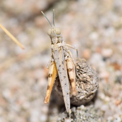 Xeracris minima