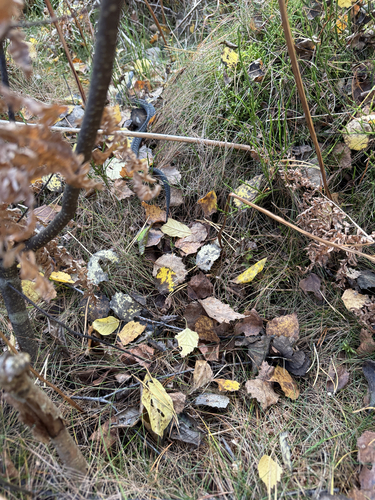 Adder