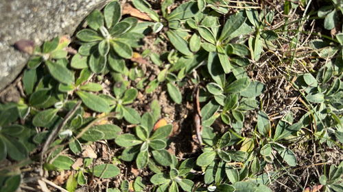 mouse-eared hawkweed