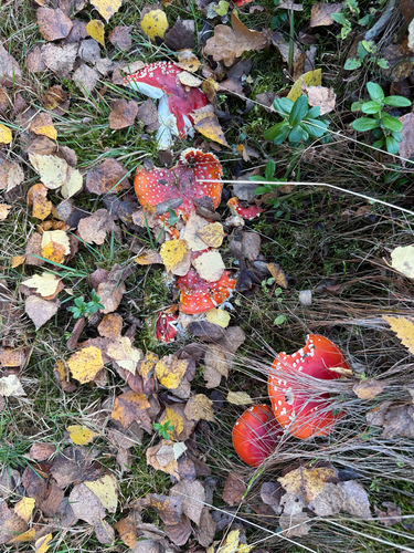 Fly Agaric
