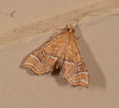 Musotima ochropteralis