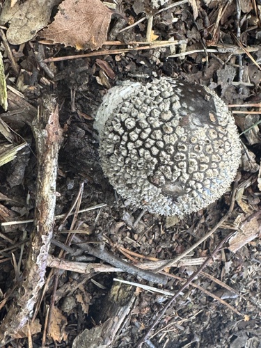 European False Blusher