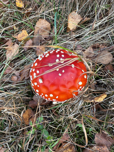 Fly Agaric
