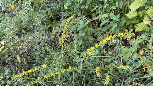 bluestem goldenrod