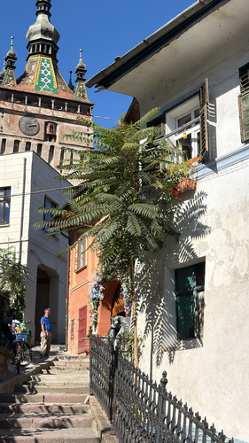 tree-of-heaven