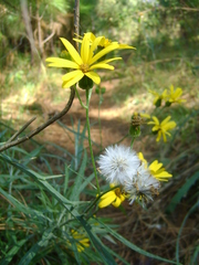 Senecio stoechadiformis