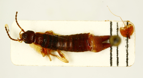 Anisolabis rostrata