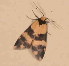 Thallarcha chrysochares