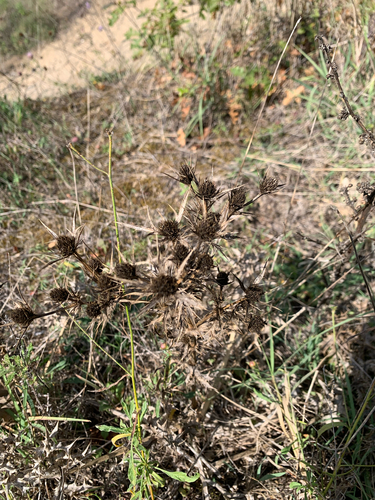 Field Eryngo