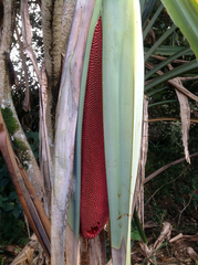 Pandanus conoideus