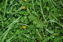 Trifolium repens