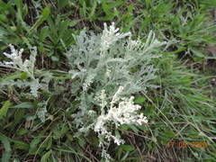 Artemisia nitrosa