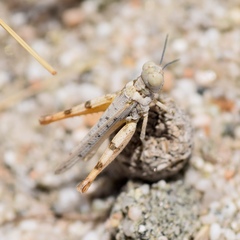 Xeracris minima
