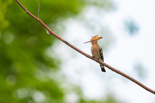 Common Hoopoe