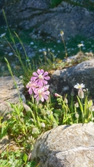 Silene colorata