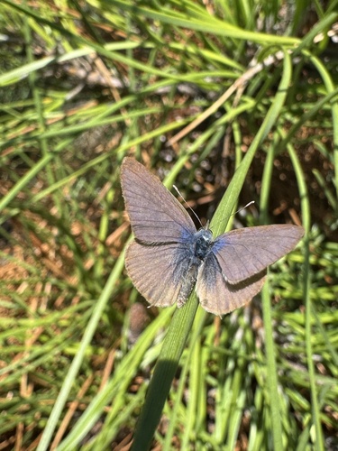 Lang's Short-tailed Blue