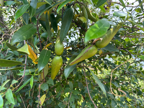 Anodendron affine observed 2026-10-01