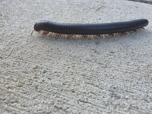American Giant Millipede Complex