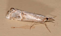 Hednota longipalpella