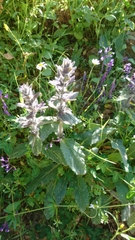 Ajuga orientalis