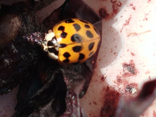 Asian Lady Beetle