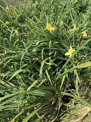 Puccinia hemerocallidis