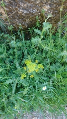 Smyrnium perfoliatum rotundifolium