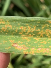Puccinia hemerocallidis
