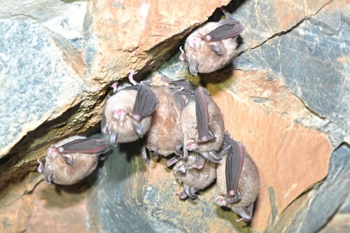 Rhinolophus perditus observed 2026-10-01