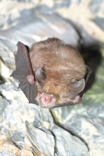 Rhinolophus perditus observed 2026-10-01