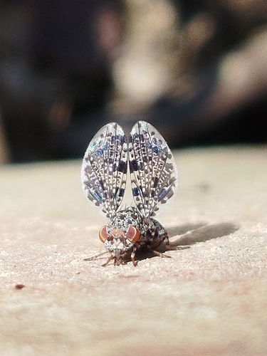 Peacock Fly