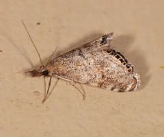 Glaucocharis dilatella