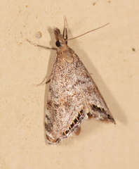 Glaucocharis dilatella