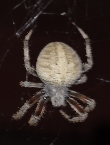 Spotted Orbweaver