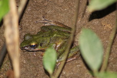 Odorrana hosii
