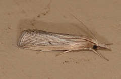 Calamotropha delatalis