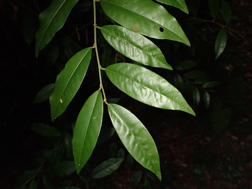 Capparis cantoniensis observed 2026-09-22